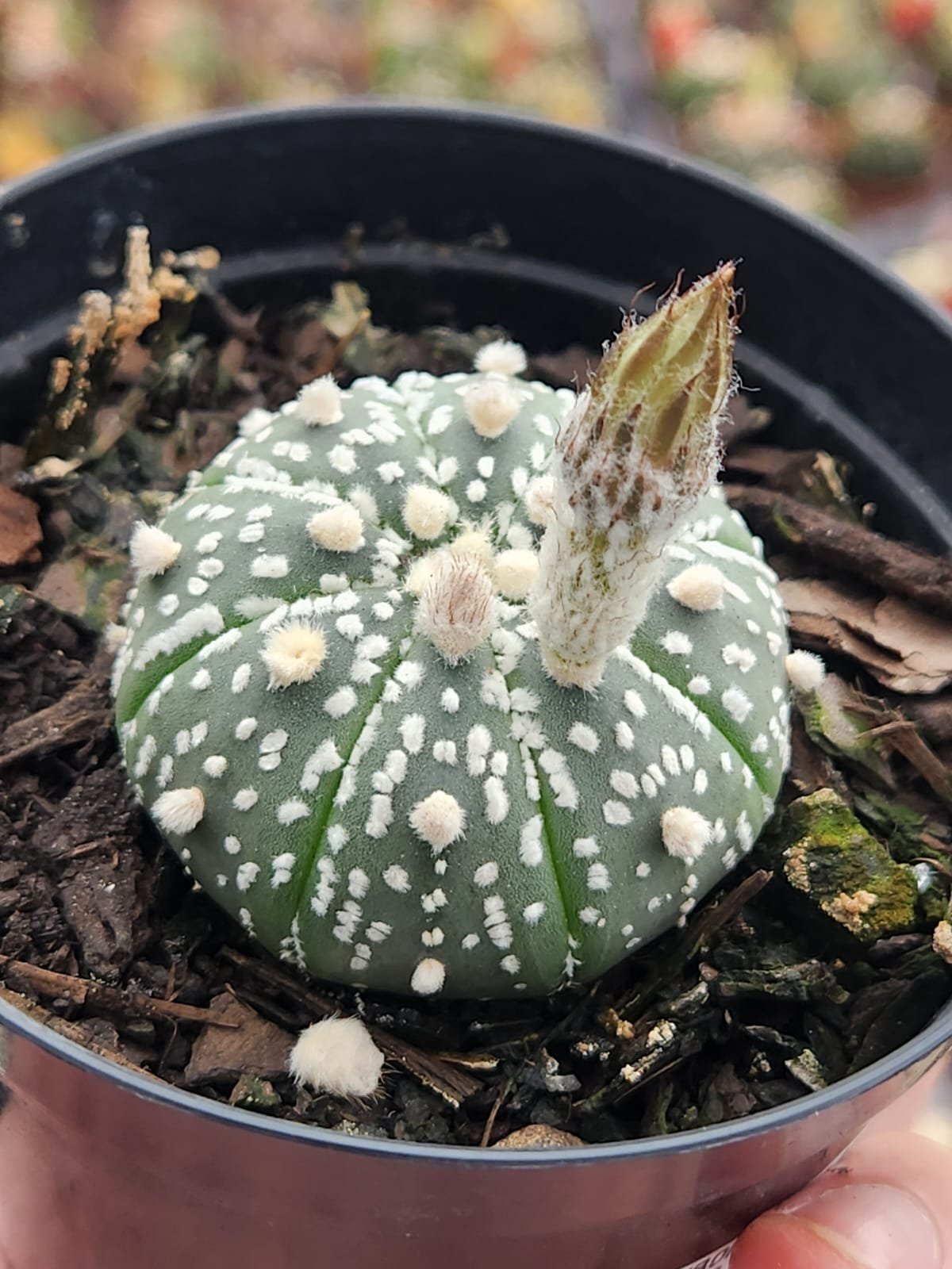 Astrophytum asterias 'Zebra Super'兜 Astrophytum Asterias Super Kabuto P9 | Pé de Flor Suculentas