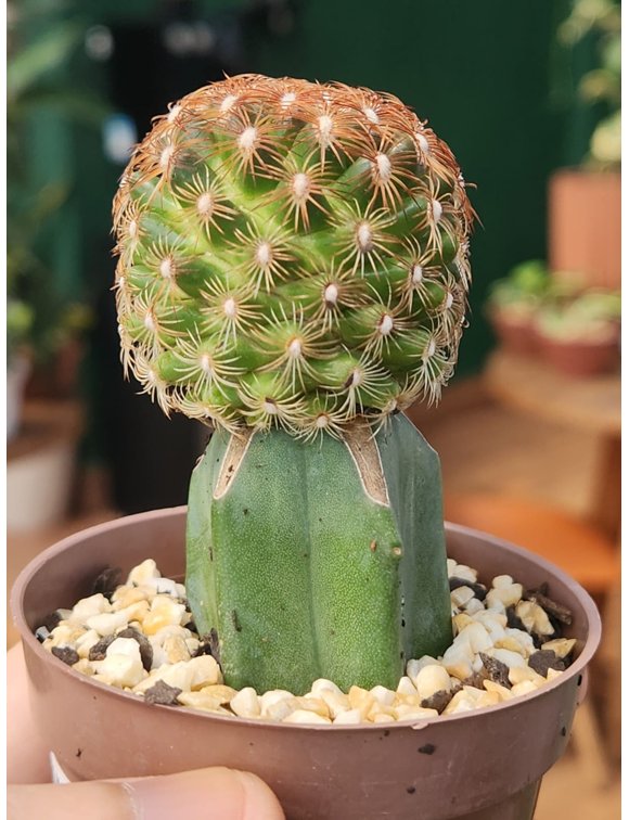 Mammillaria Deherdtiana Enxerto P7 | P de Flor Suculentas