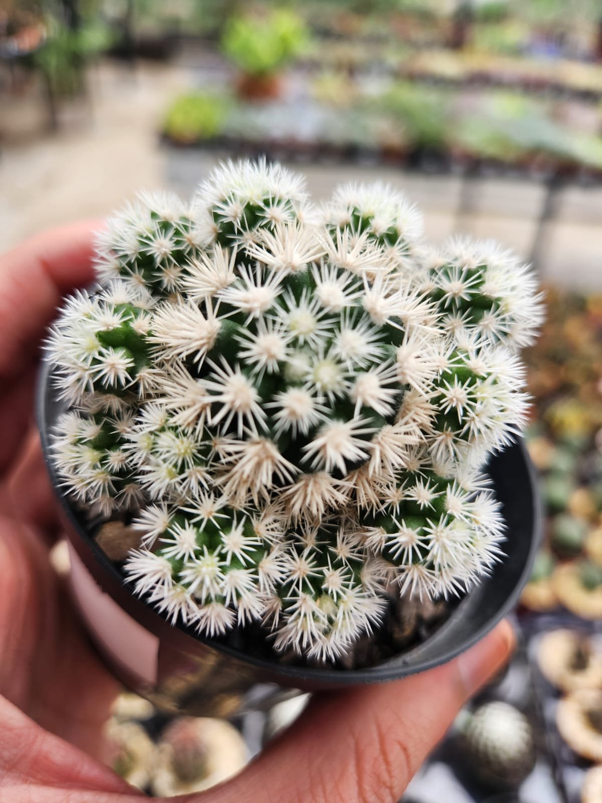 新品Mサイズ kaitlynSepia Agave Mammillaria Gracilis Arizona Snowcap P9 | Pé de Flor Suculentas