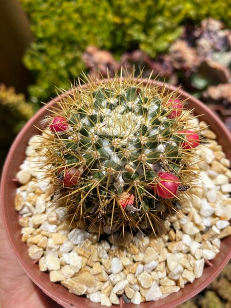 Mammillaria Nivosa P11 | P de Flor Suculentas