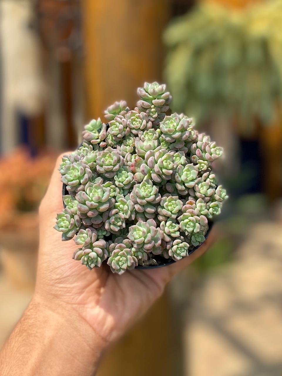 Echeveria Querencia P11 | Pé de Flor Suculentas