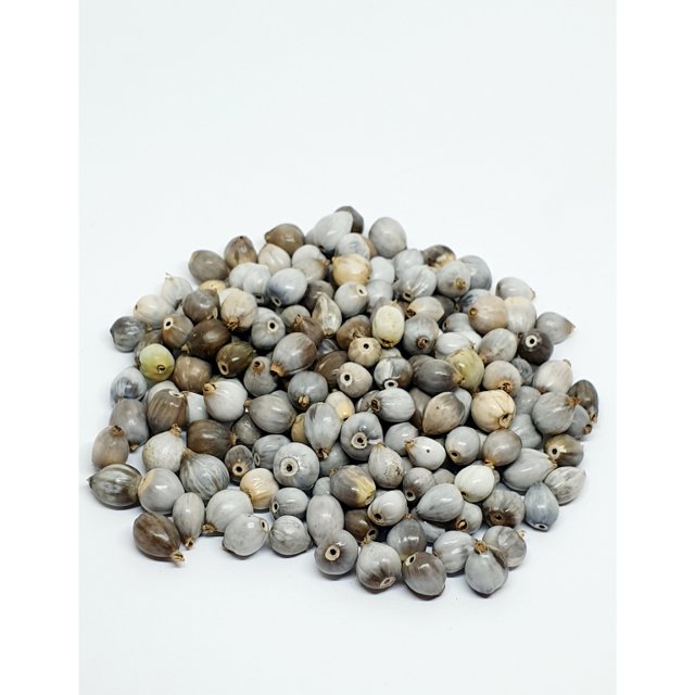 Semente de Lágrimas de Nossa Senhora