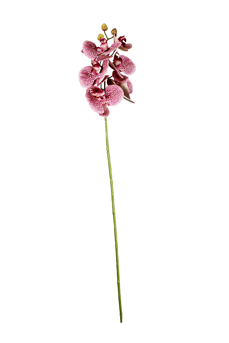 Haste Orquídea
