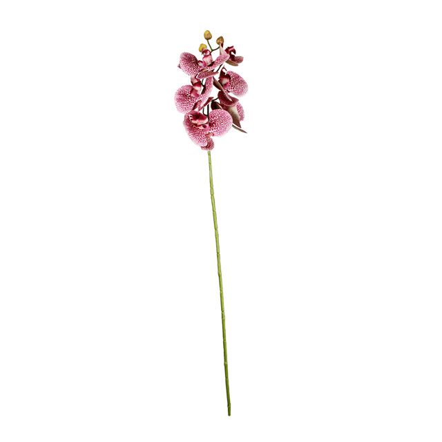 Haste Orquídea