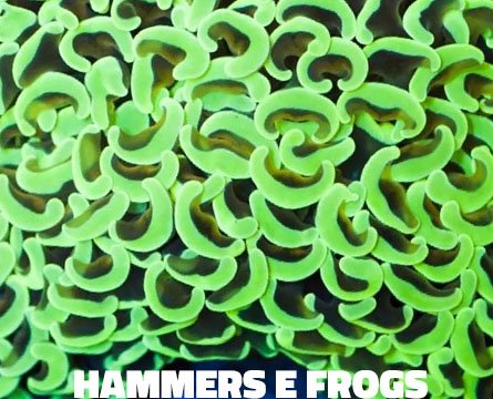 hammers-1