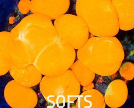 softs2022-1