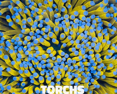 torchs-1