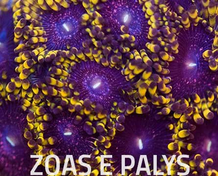 zoasepalys2022-1