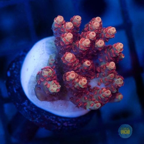 corais-204