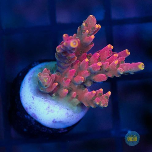 corais-207