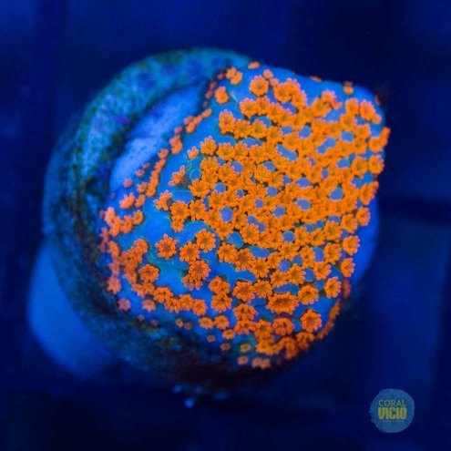 corais-222-2