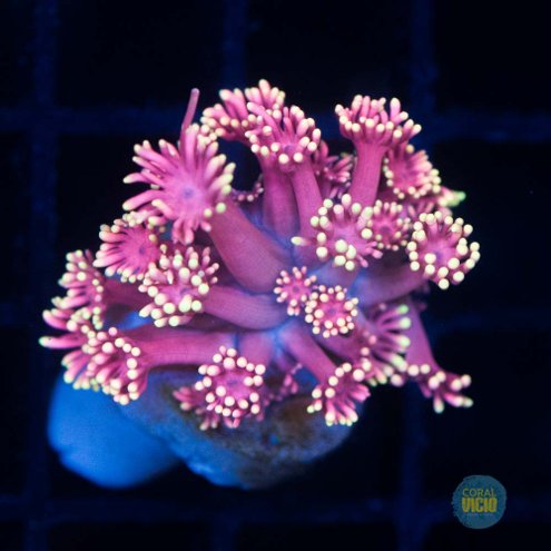 corais-284