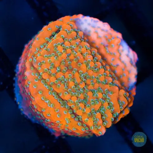 corais-para-venda-10-8
