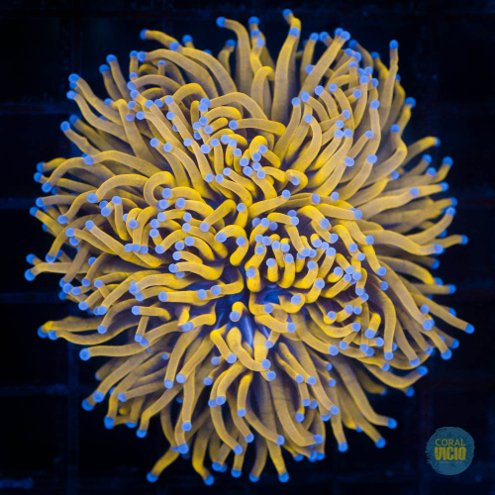corais-para-venda-10-9