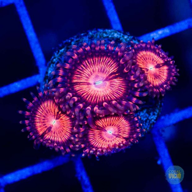 corais-para-venda-13