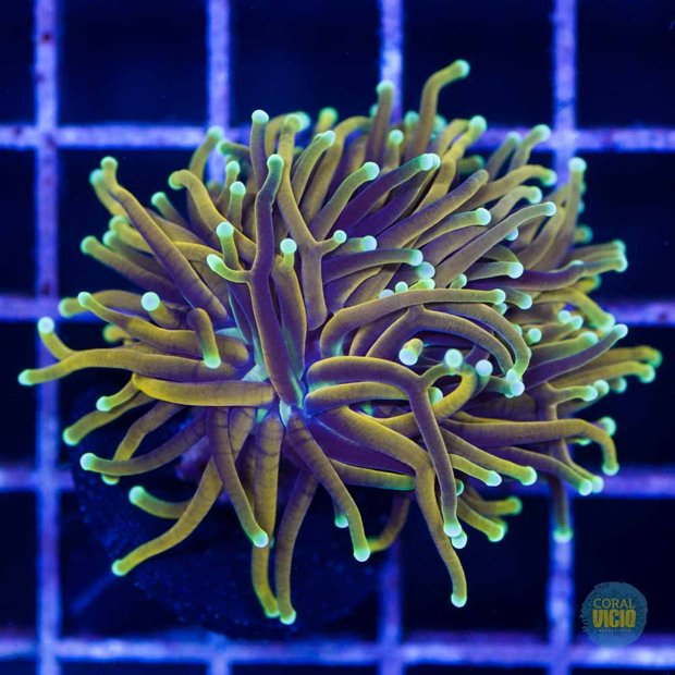 Torch Indo Golden 1 boca CORAL VÍCIO AQUICULTURA