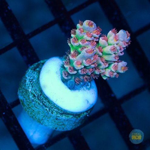 corais-para-venda-16-4