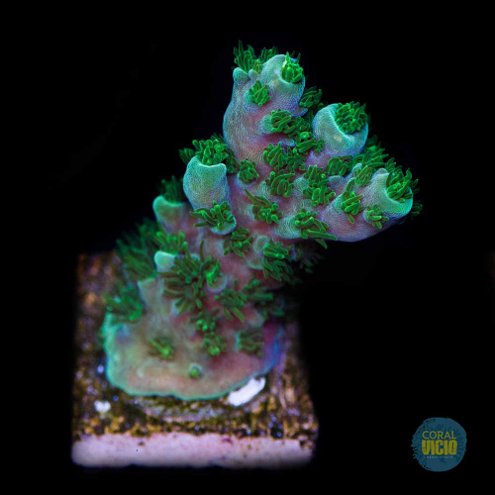 corais-para-venda-19-4