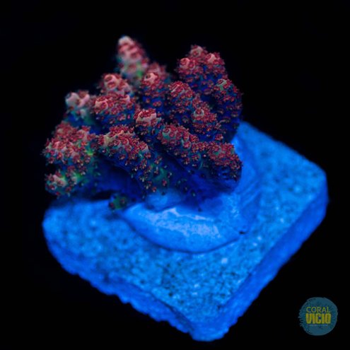 corais-para-venda-23-4
