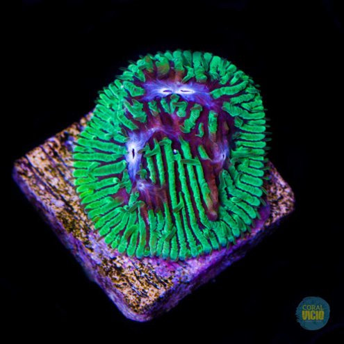 corais-para-venda-24-1