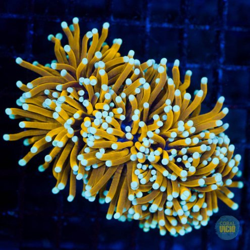 corais-para-venda-25