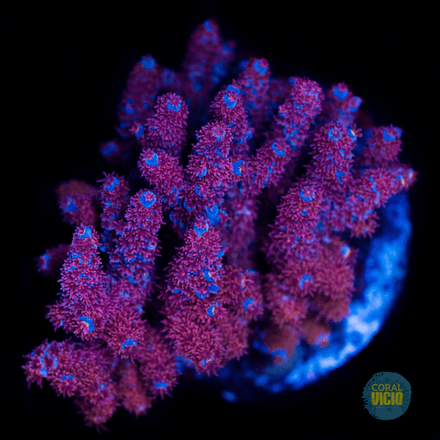 corais-para-venda-2