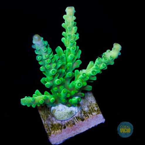 Acropora Sps Coral é Um Dos Corais Mais Populares No Hobby Do Recife De Lar  Aquaria Foto de Stock - Imagem de colorido, marinho: 230394820