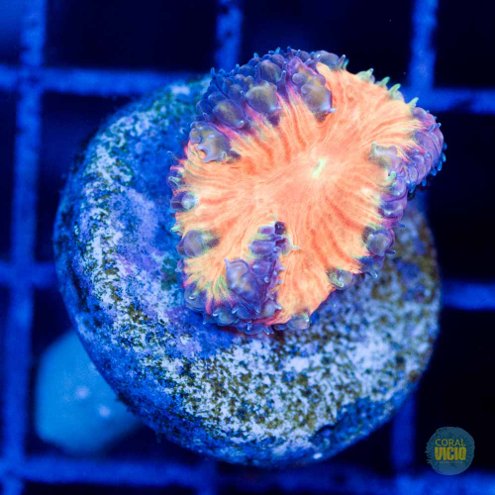 corais-para-venda-34-1
