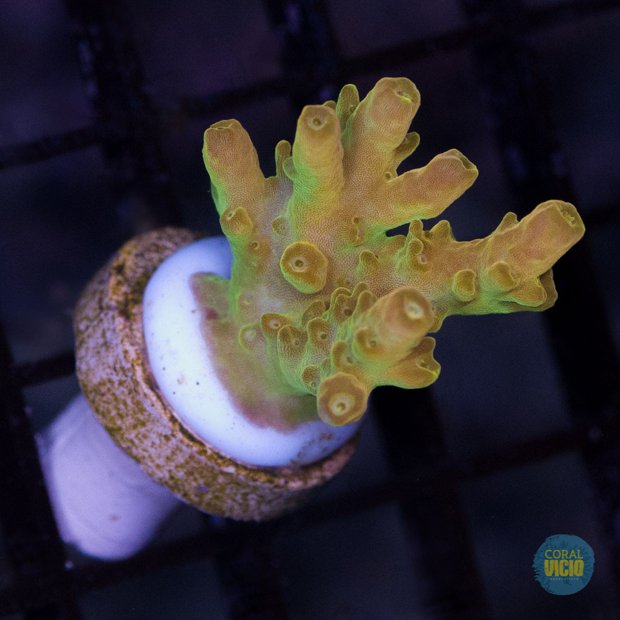 corais-para-venda-38-2