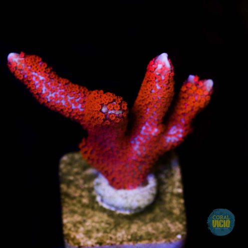 corais-para-venda-4-3