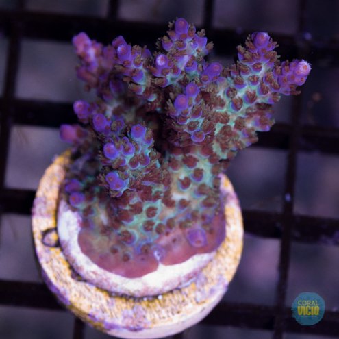 corais-para-venda-45-2
