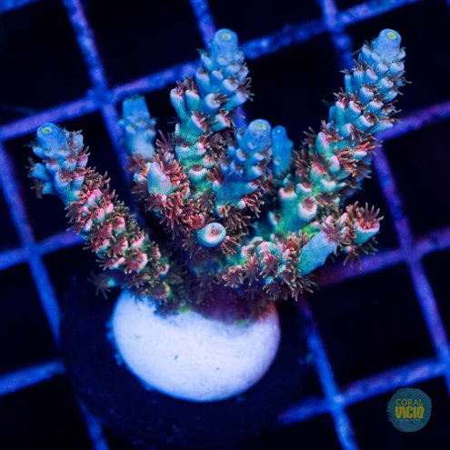 corais-para-venda-46