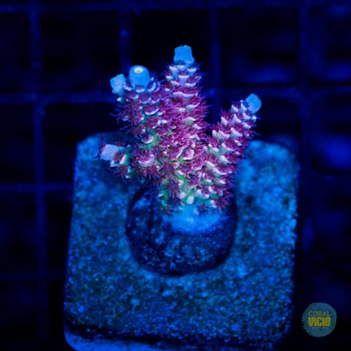venda-de-corais-10
