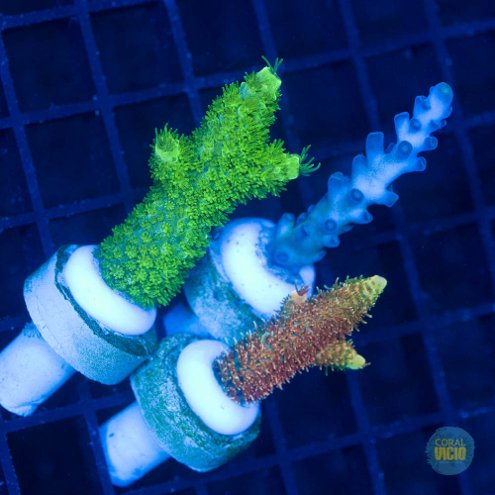 venda-de-corais-11-17