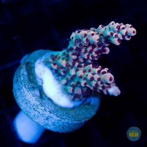 venda-de-corais-11-18
