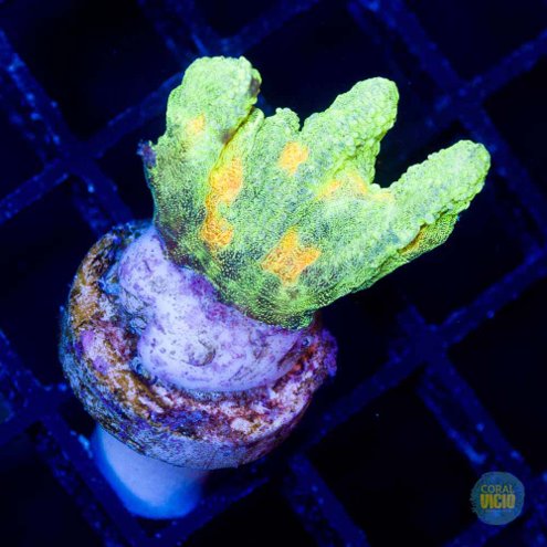 venda-de-corais-11-8
