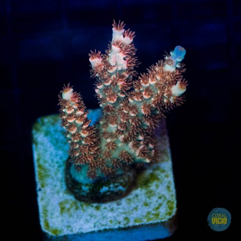 venda-de-corais-12-11