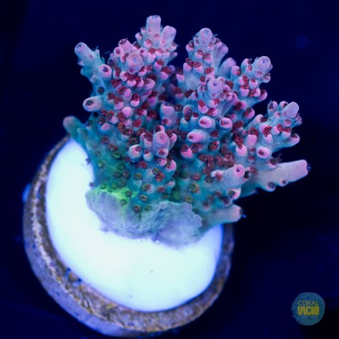 venda-de-corais-12-15