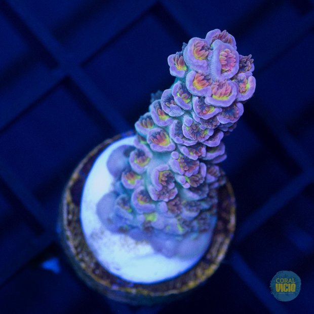venda-de-corais-12-18
