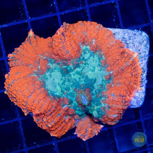 venda-de-corais-12-23