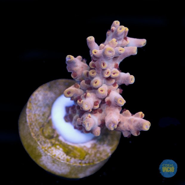 venda-de-corais-13-20