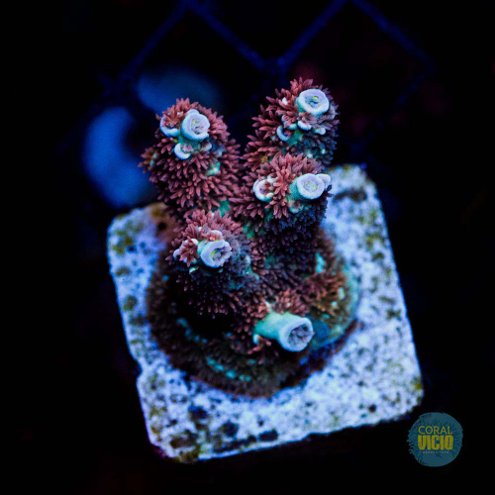 venda-de-corais-14-20