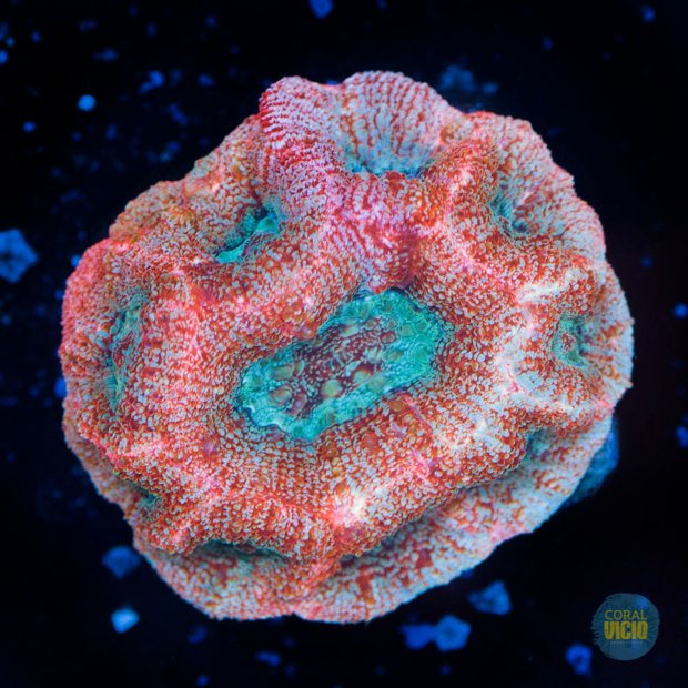 venda-de-corais-15-24