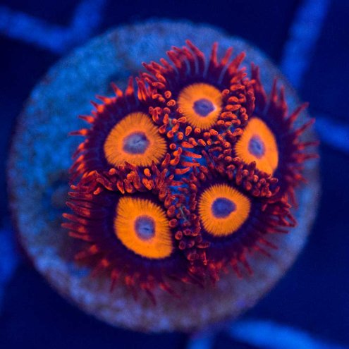 venda-de-corais-15
