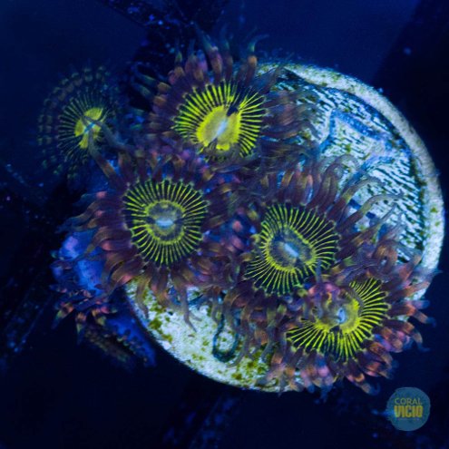 Coral Vicio Venda De Corais Marinhos Online Coral Vicio Venda De Corais Marinhos Online