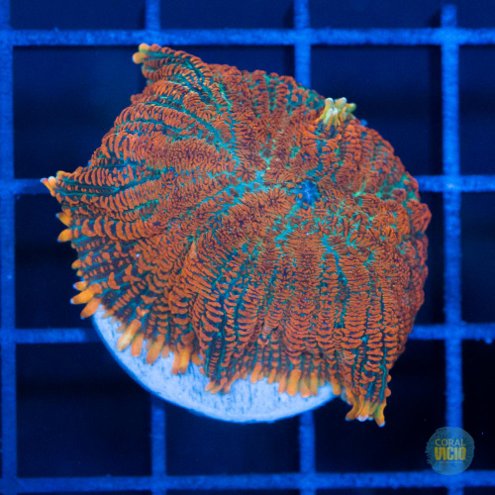 venda-de-corais-16-24