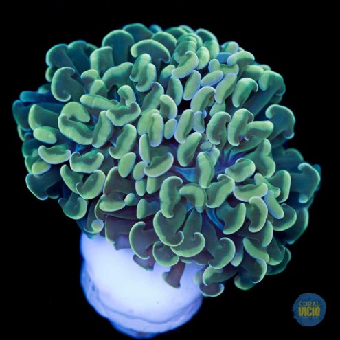 venda-de-corais-16-4