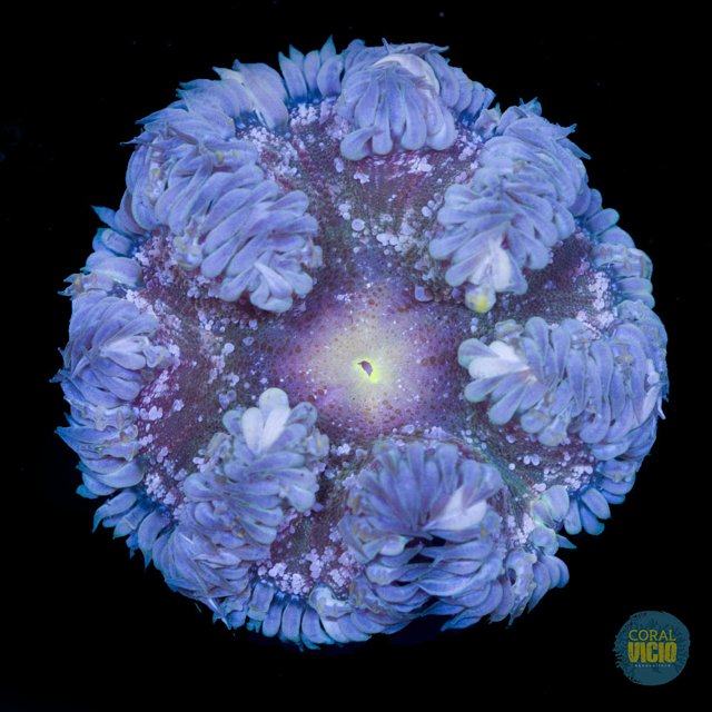 Rock Flower Ultra 6 cm aberta