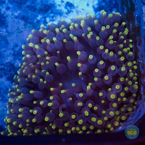 venda-de-corais-17-11