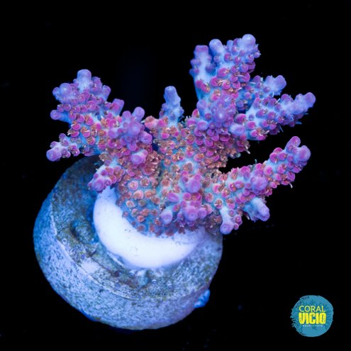 venda-de-corais-17-1